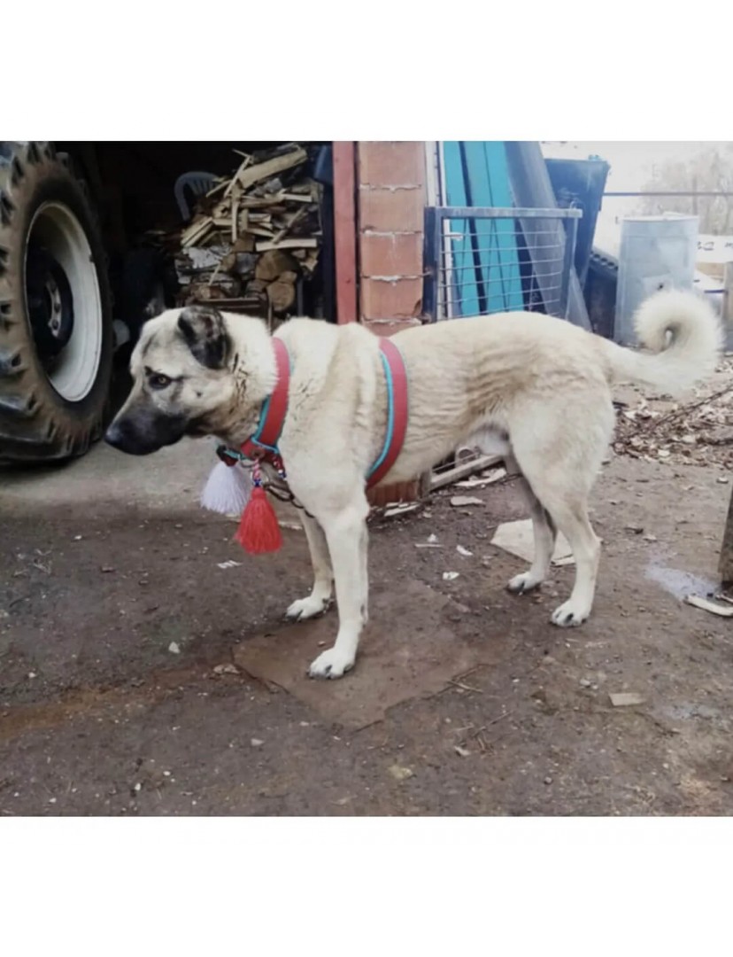 Çift Kat Sırttan Kangal Köpek Tasması Palaska