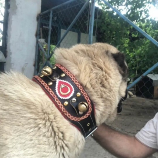 4 Zilli Geniş Deri Kangal Köpek Tasması Siyah