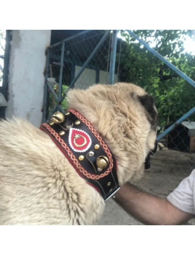 4 Zilli Geniş Deri Kangal Köpek Tasması Siyah