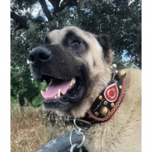 4 Zilli Geniş Deri Kangal Köpek Tasması Siyah