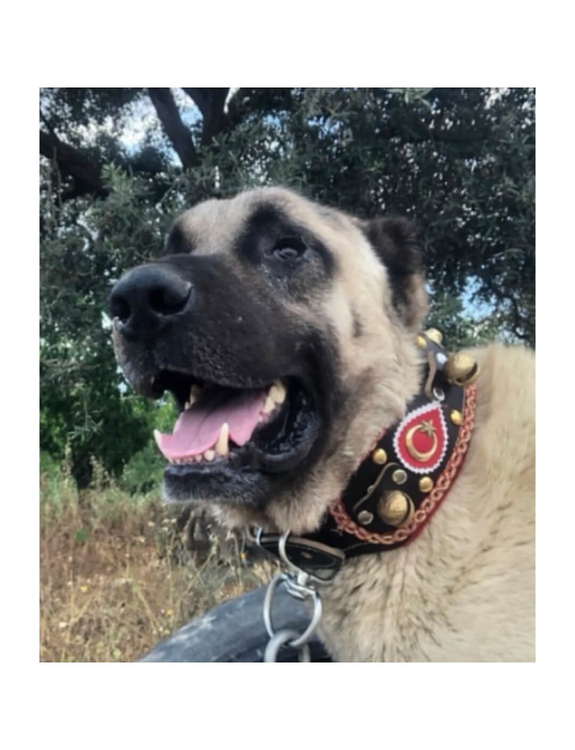 4 Zilli Geniş Deri Kangal Köpek Tasması Siyah