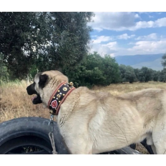 4 Zilli Geniş Deri Kangal Köpek Tasması Siyah