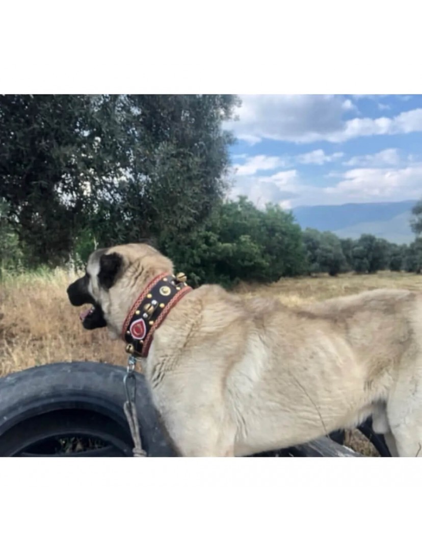 4 Zilli Geniş Deri Kangal Köpek Tasması Siyah