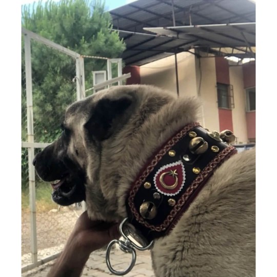 4 Zilli Geniş Deri Kangal Köpek Tasması Siyah