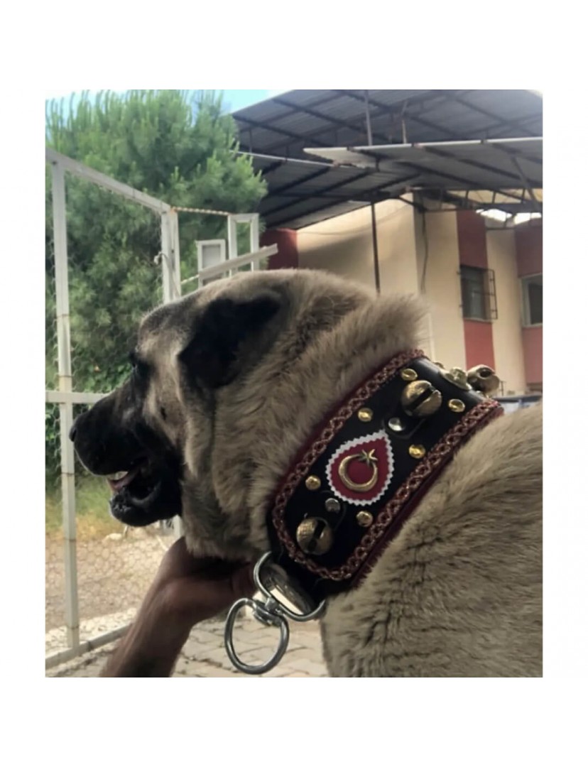 4 Zilli Geniş Deri Kangal Köpek Tasması Siyah