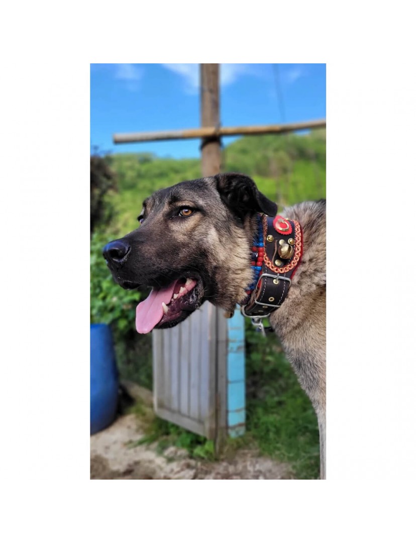 4 Zilli Geniş Deri Kangal Köpek Tasması Siyah