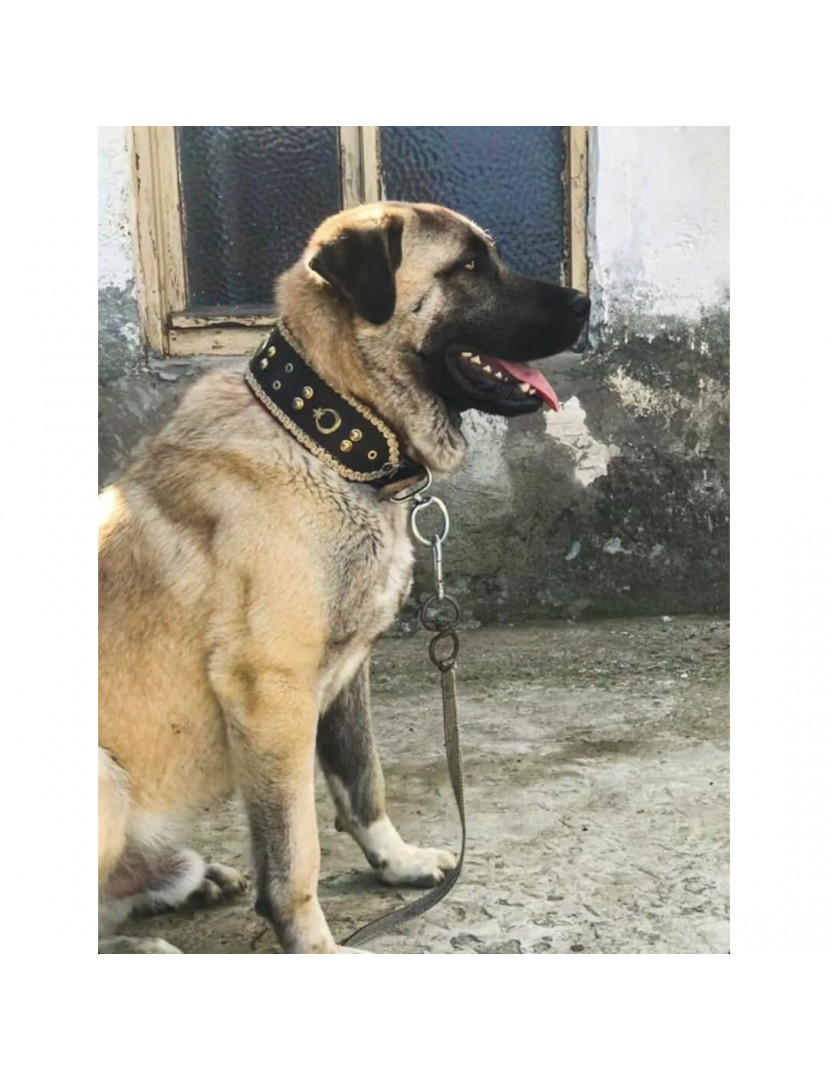 Geniş Köpek Tasması Hakiki Deri