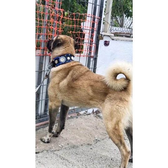 Geniş Deri Kangal Köpek Tasması Zilsiz Model Hakiki Manda Derisi