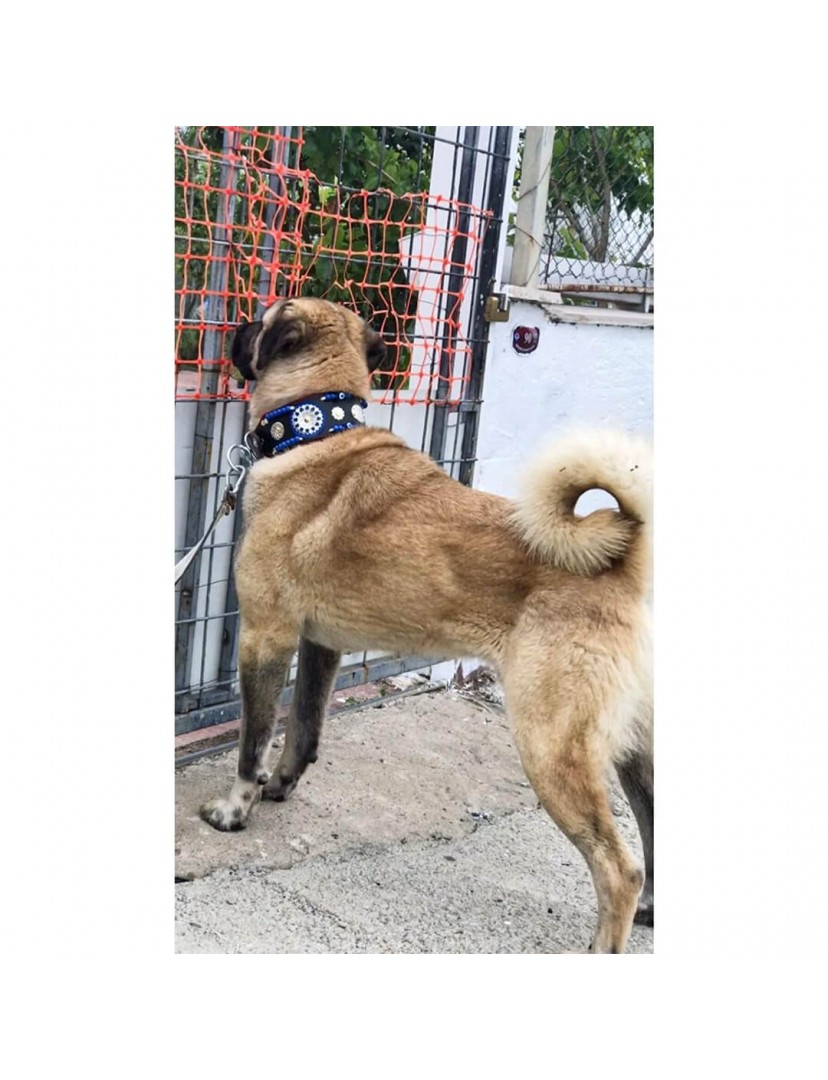 Geniş Deri Kangal Köpek Tasması Zilsiz Model Hakiki Manda Derisi