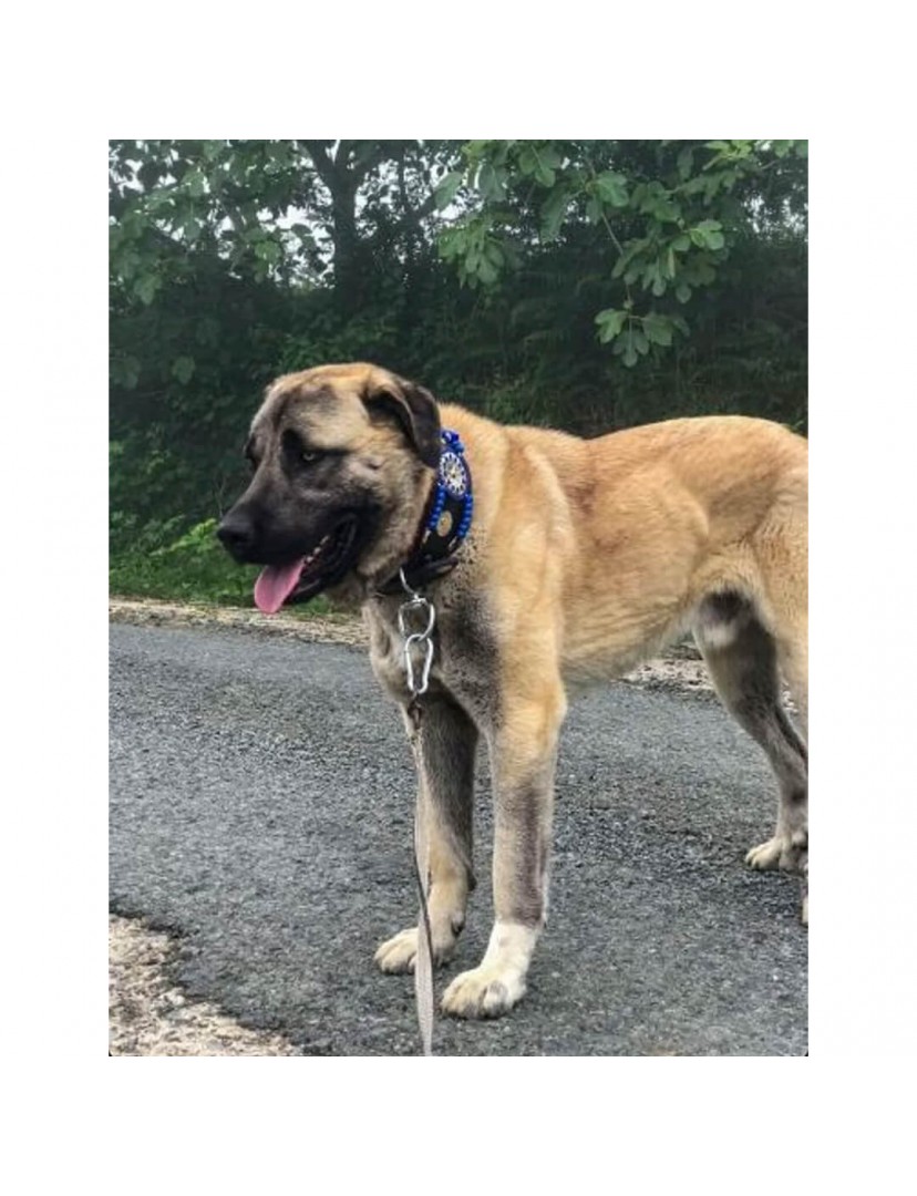 Geniş Deri Kangal Köpek Tasması Zilsiz Model Hakiki Manda Derisi