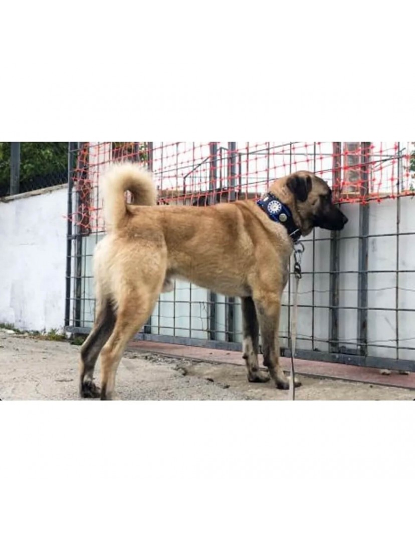 Geniş Deri Kangal Köpek Tasması Zilsiz Model Hakiki Manda Derisi