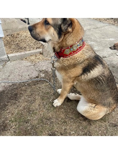 Köpek Boyun Tasması Orta Büyük Irk Geniş 77 Cm