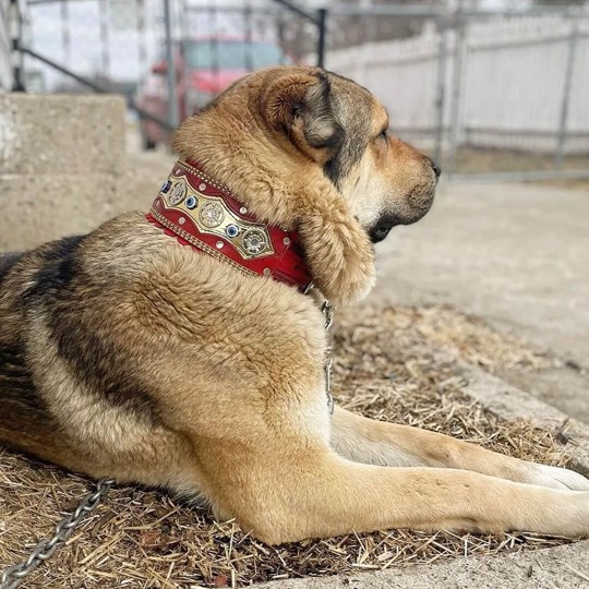 Köpek Boyun Tasması Orta Büyük Irk Geniş 77 Cm