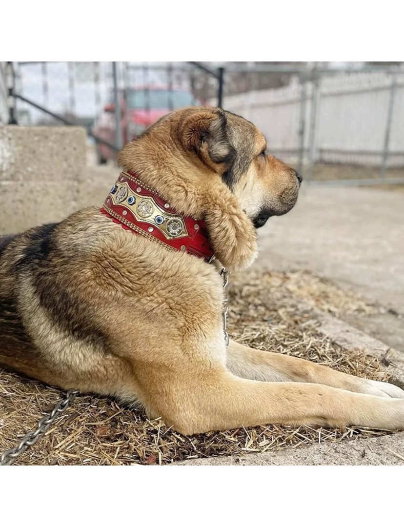 Köpek Boyun Tasması Orta Büyük Irk Geniş 77 Cm