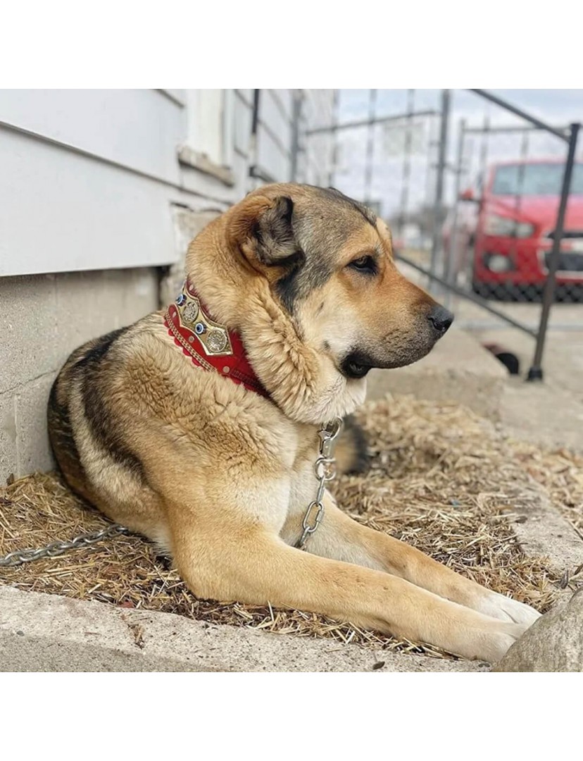 Köpek Boyun Tasması Orta Büyük Irk Geniş 77 Cm